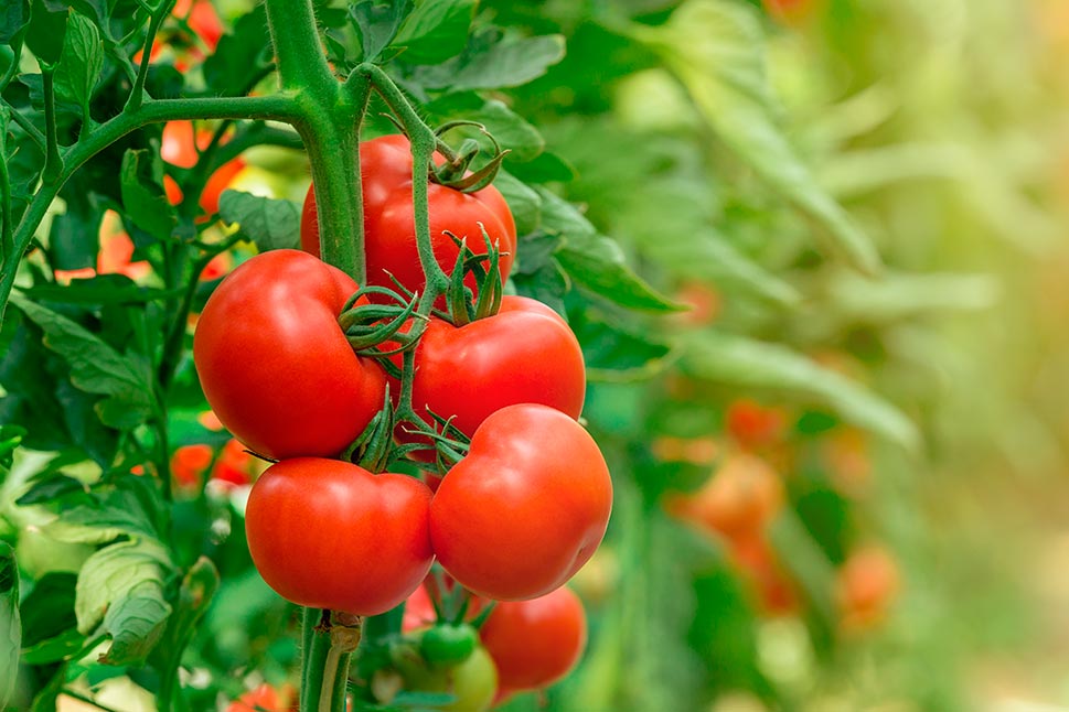 Tomatoes on vine