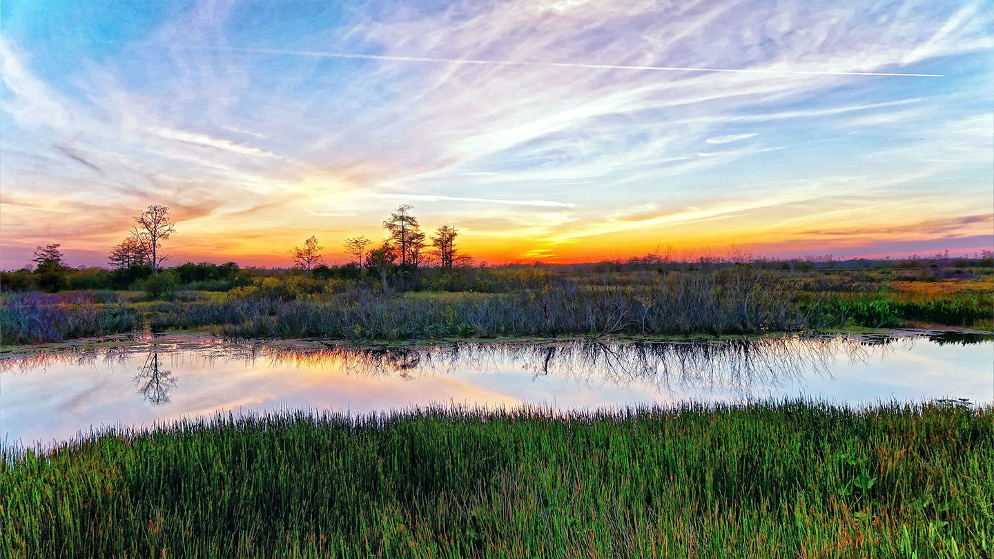 Louisiana landscape