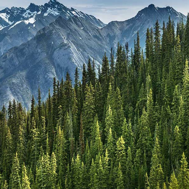 Alberta Canada landscape of trees on mountains